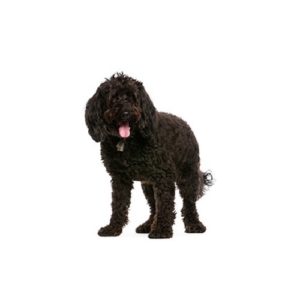 Popular Dog Breeds - My Next Puppy