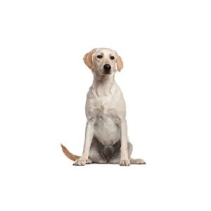 Popular Dog Breeds - My Next Puppy