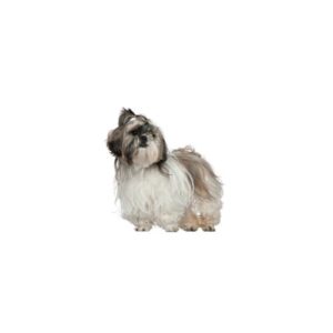 Popular Dog Breeds - My Next Puppy