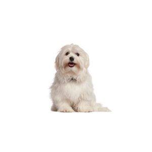 Popular Dog Breeds - My Next Puppy