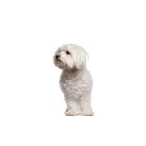 Popular Dog Breeds - My Next Puppy