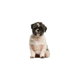 Popular Dog Breeds - My Next Puppy