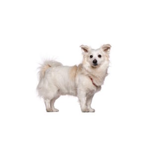 Popular Dog Breeds - My Next Puppy