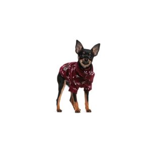 Popular Dog Breeds - My Next Puppy
