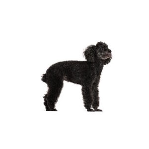 Popular Dog Breeds - My Next Puppy