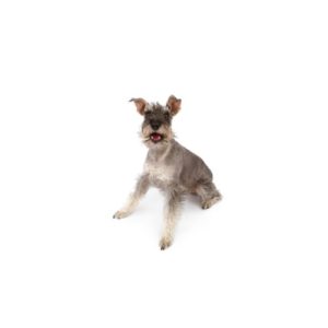 Popular Dog Breeds - My Next Puppy