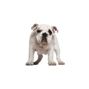 Popular Dog Breeds - My Next Puppy