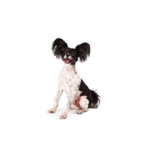Popular Dog Breeds - My Next Puppy