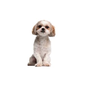Popular Dog Breeds - My Next Puppy