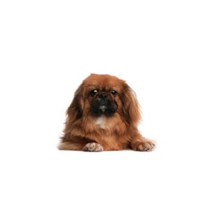 Popular Dog Breeds - My Next Puppy
