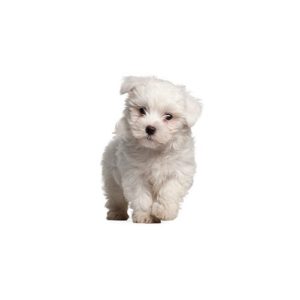 Popular Dog Breeds - My Next Puppy