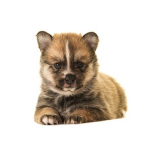 Popular Dog Breeds - My Next Puppy