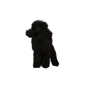 Popular Dog Breeds - My Next Puppy