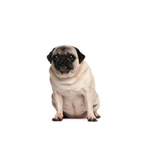 Popular Dog Breeds - My Next Puppy