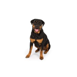 Popular Dog Breeds - My Next Puppy