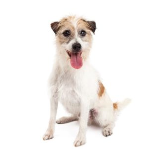 Popular Dog Breeds - My Next Puppy