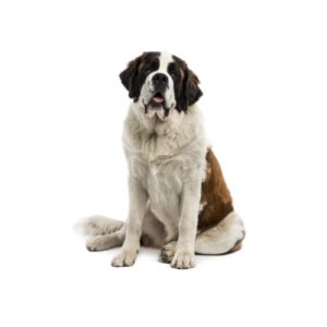 Popular Dog Breeds - My Next Puppy
