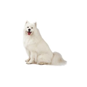 Popular Dog Breeds - My Next Puppy