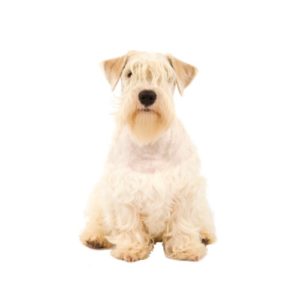Popular Dog Breeds - My Next Puppy