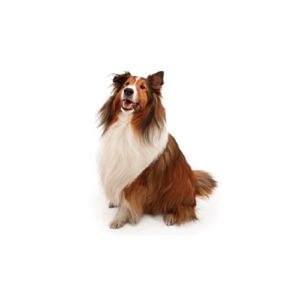Popular Dog Breeds - My Next Puppy
