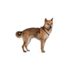 Popular Dog Breeds - My Next Puppy
