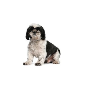 Popular Dog Breeds - My Next Puppy