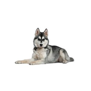 Popular Dog Breeds - My Next Puppy