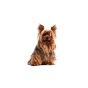 Popular Dog Breeds - My Next Puppy