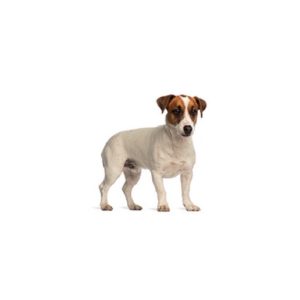Popular Dog Breeds - My Next Puppy