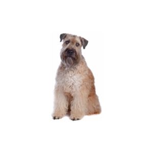 Popular Dog Breeds - My Next Puppy