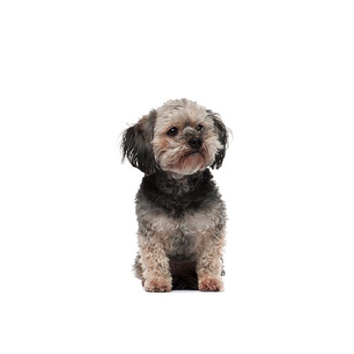 Teddy Bear Puppies - My Next Puppy