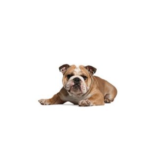 Popular Dog Breeds - My Next Puppy