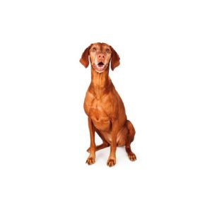 Popular Dog Breeds - My Next Puppy