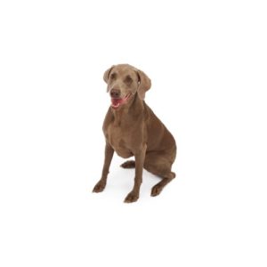 Popular Dog Breeds - My Next Puppy