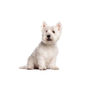 Popular Dog Breeds - My Next Puppy