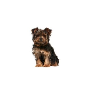 Popular Dog Breeds - My Next Puppy