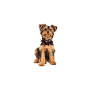Popular Dog Breeds - My Next Puppy
