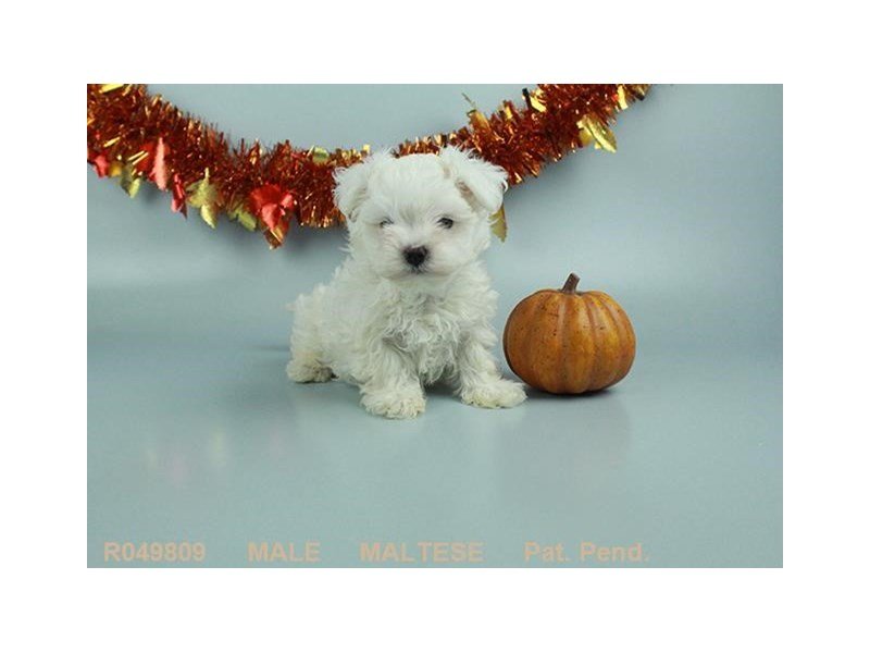 Maltese-DOG-Male-WH-1949597-My Next Puppy