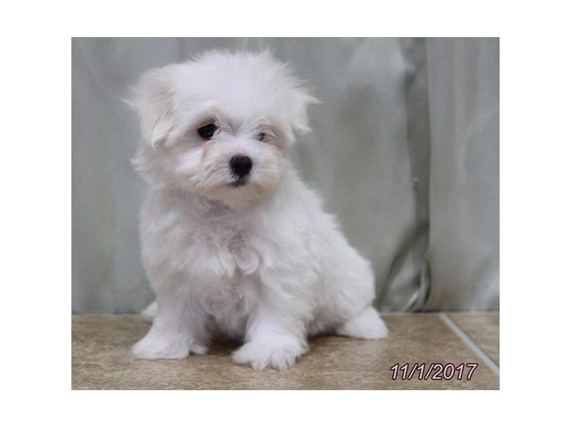 Maltese-DOG-Female-White-1949943-My Next Puppy