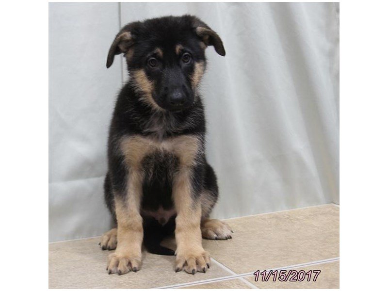German Shepherd Dog-DOG-Male-Black / Tan-1949946-My Next Puppy