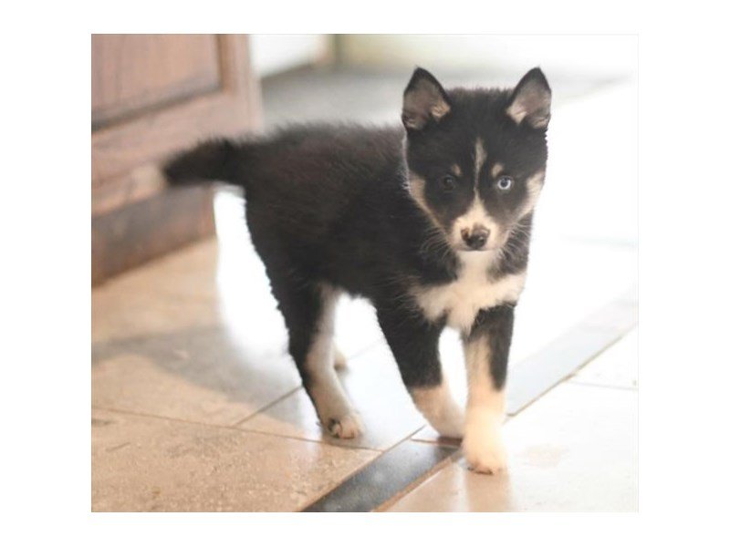 Pomsky-DOG-Male-Black-1949949-My Next Puppy