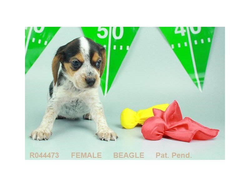 Beagle-DOG-Female-BLK TN & BLTK-1888219-My Next Puppy