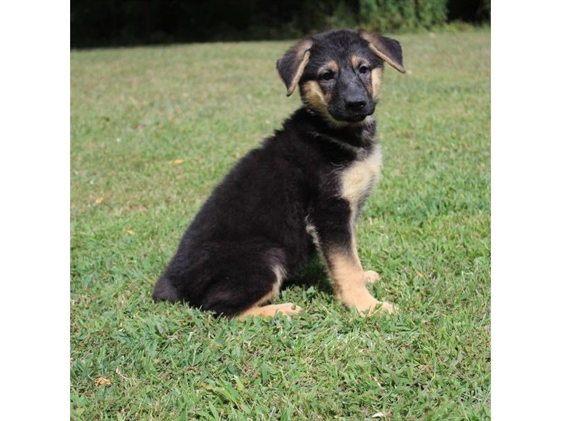 German Shepherd Dog-DOG-Female-Black / Tan-1889780-My Next Puppy