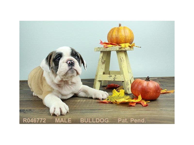 English Bulldog-DOG-Male-FN & WH-1924527-My Next Puppy