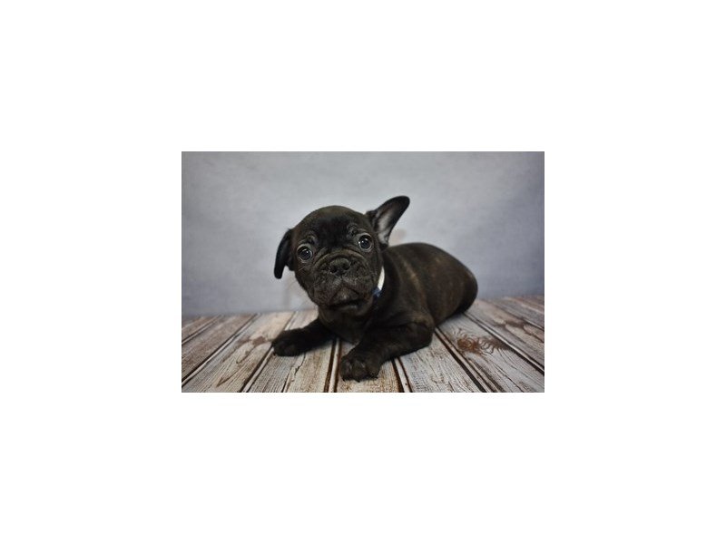 French Bulldog-DOG-Male-Brindle-1930830-My Next Puppy