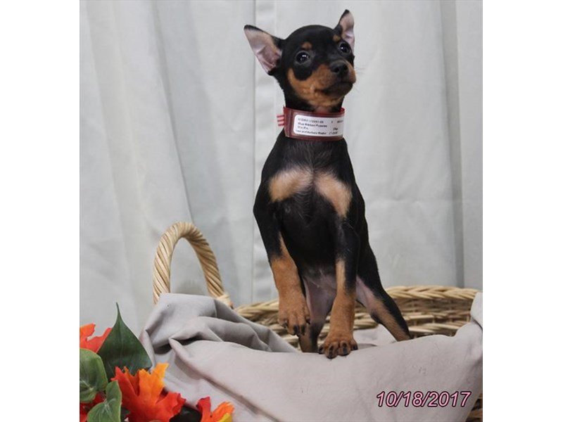 Miniature Pinscher-DOG-Female-Black / Rust-1932494-My Next Puppy