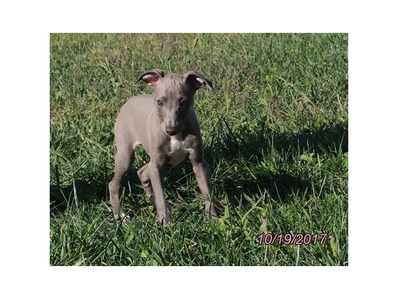 Italian Greyhound-DOG-Male-Blue-1932512-My Next Puppy