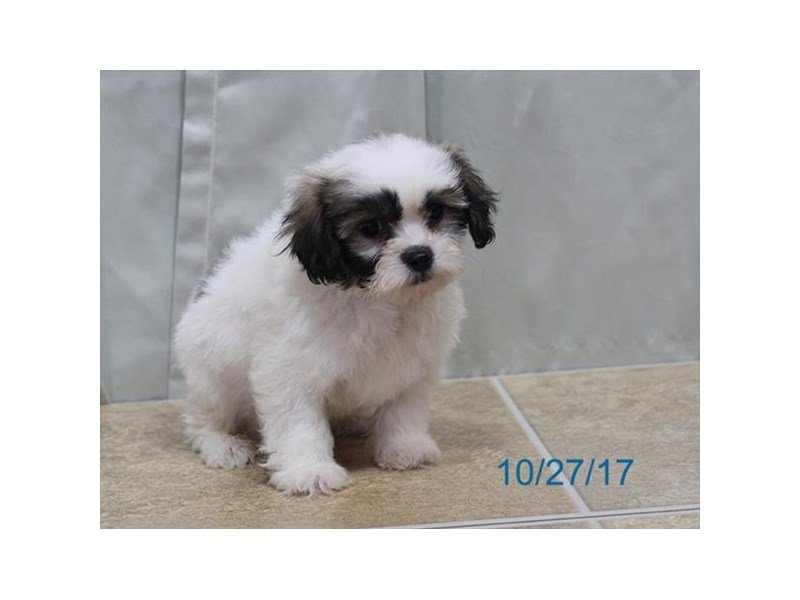 Shih Tzu/Bichon-DOG-Male-Brown / White-1935194-My Next Puppy