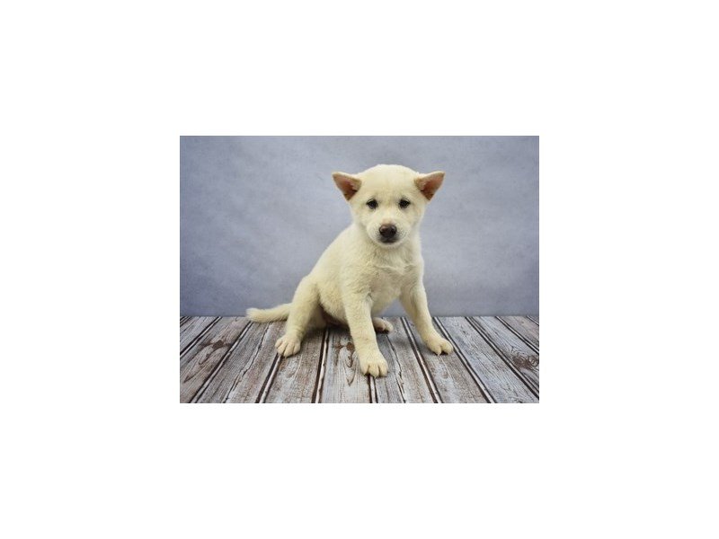 Shiba Inu-DOG-Female-White-1936055-My Next Puppy