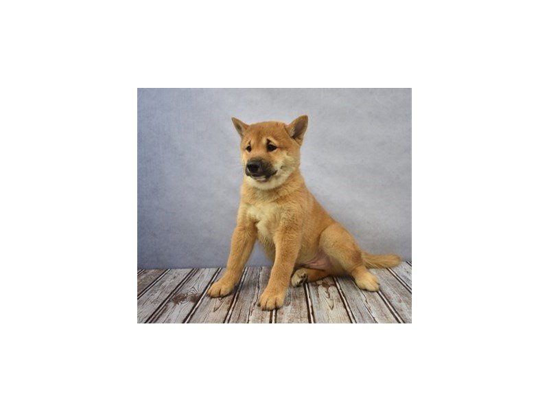 Shiba Inu-DOG-Male-Red-1936113-My Next Puppy